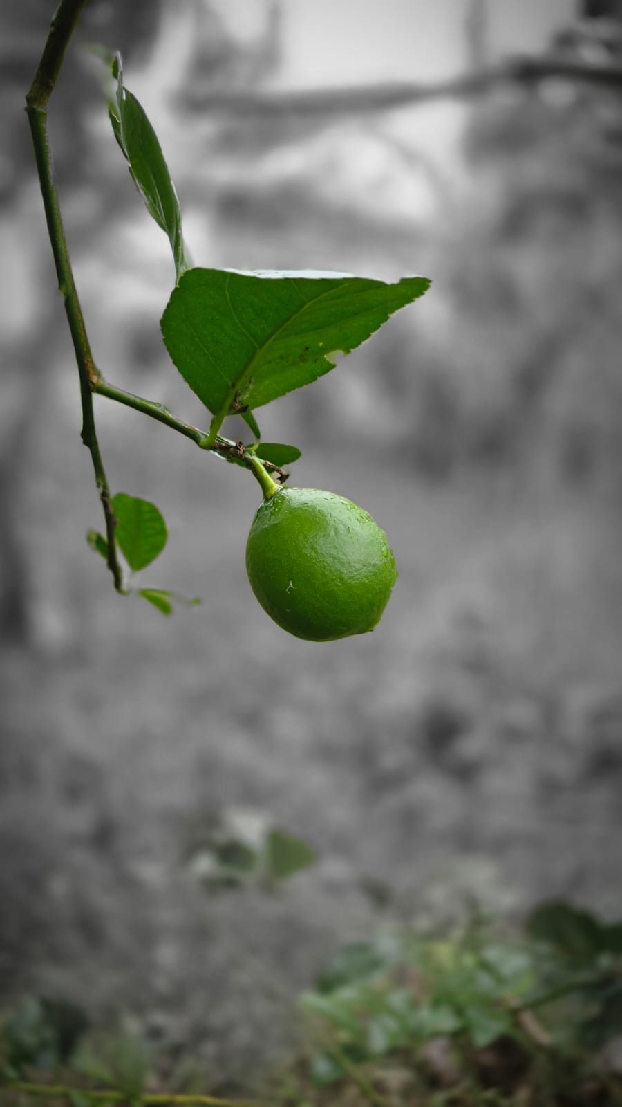 Lime growing on the farm