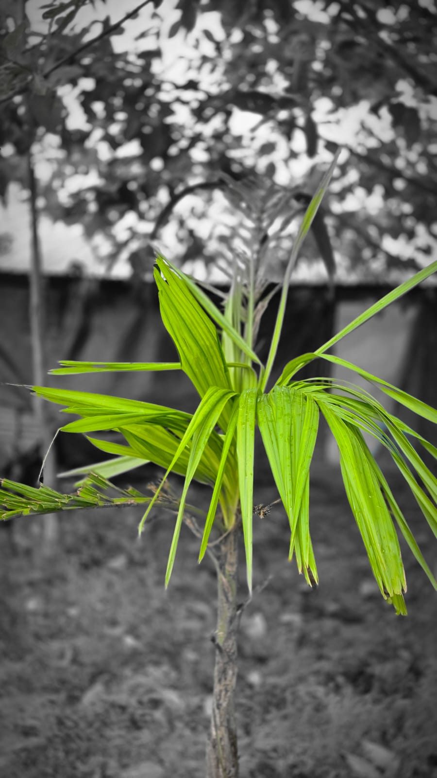 New palm shoot on the farm